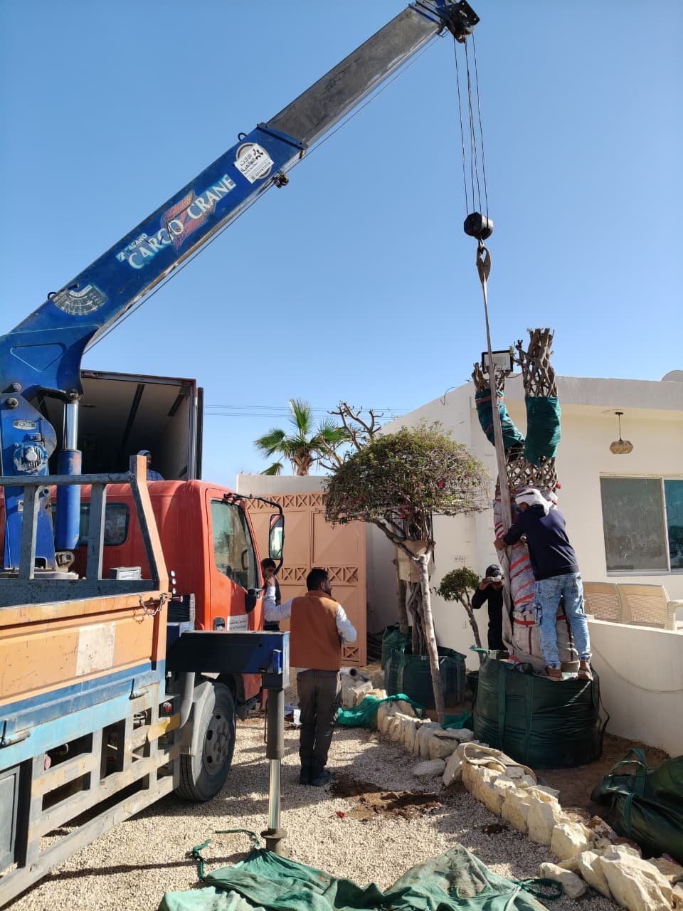Tree maintenance planting